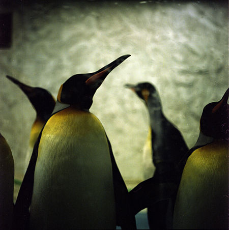 Reiki goes to Tennoji Zoo